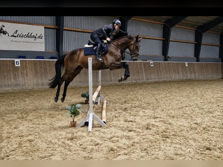 Hanoverian Gelding 4 years 16.1 hh Bay-Dark in Hamersen