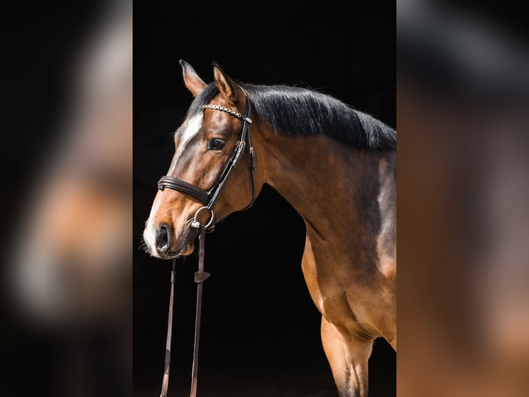 Hanoverian Gelding 4 years 16,1 hh Bay in Duszniki