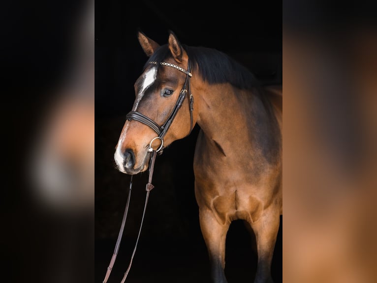 Hanoverian Gelding 4 years 16,1 hh Bay in Duszniki