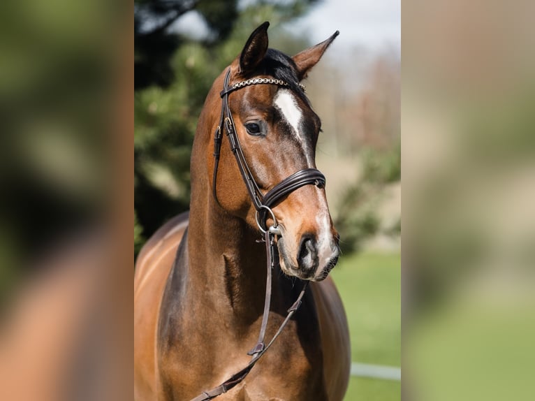 Hanoverian Gelding 4 years 16,1 hh Bay in Duszniki