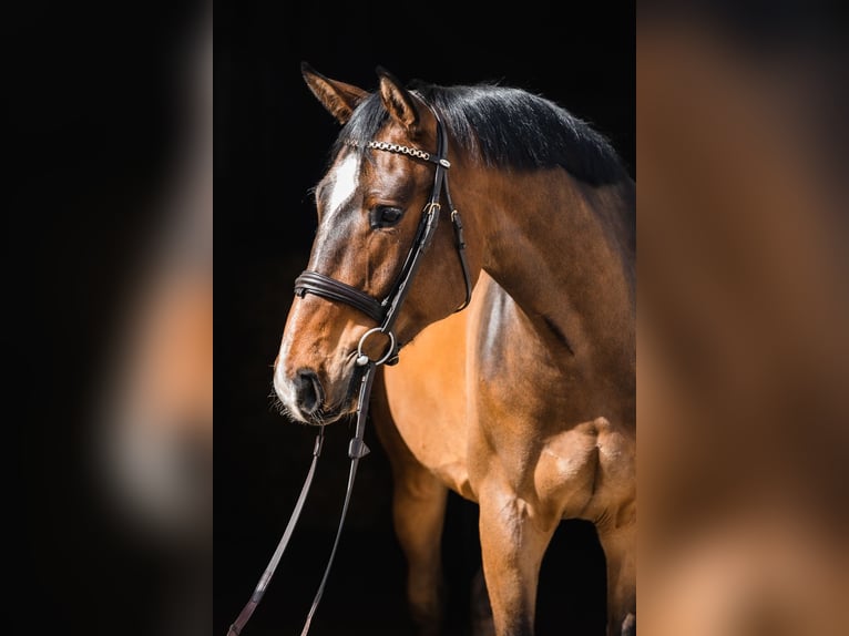 Hanoverian Gelding 4 years 16,1 hh Bay in Duszniki