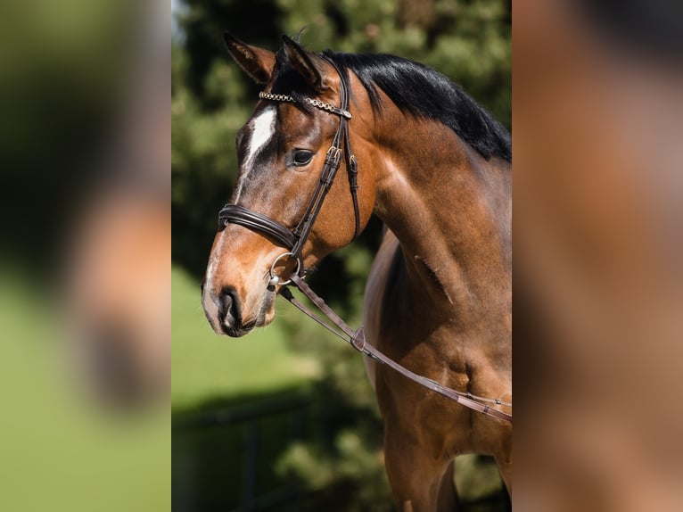 Hanoverian Gelding 4 years 16,1 hh Bay in Duszniki