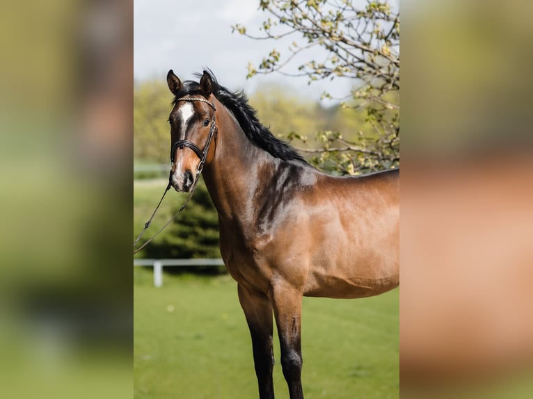 Hanoverian Gelding 4 years 16,1 hh Bay in Duszniki