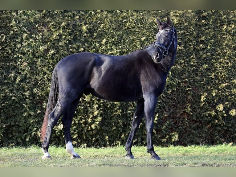 Hanoverian Gelding 4 years 16,1 hh Black in Altenstadt