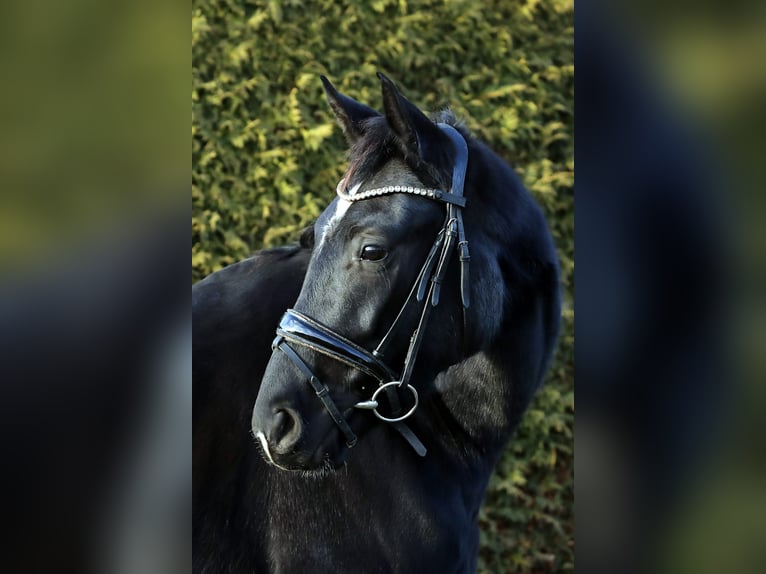 Hanoverian Gelding 4 years 16,1 hh Black in Altenstadt