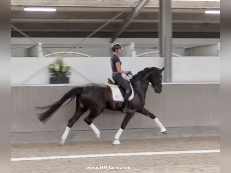 Hanoverian Gelding 4 years 16,1 hh Black in Greven