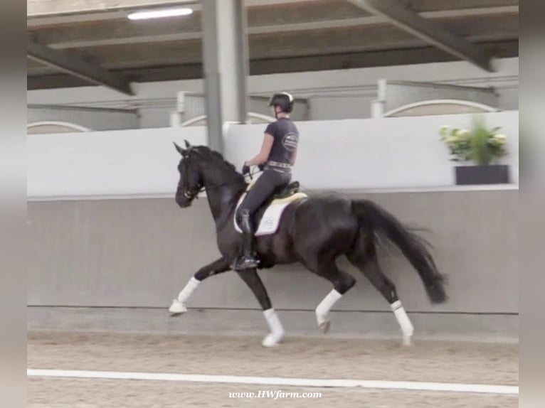 Hanoverian Gelding 4 years 16,1 hh Black in Greven