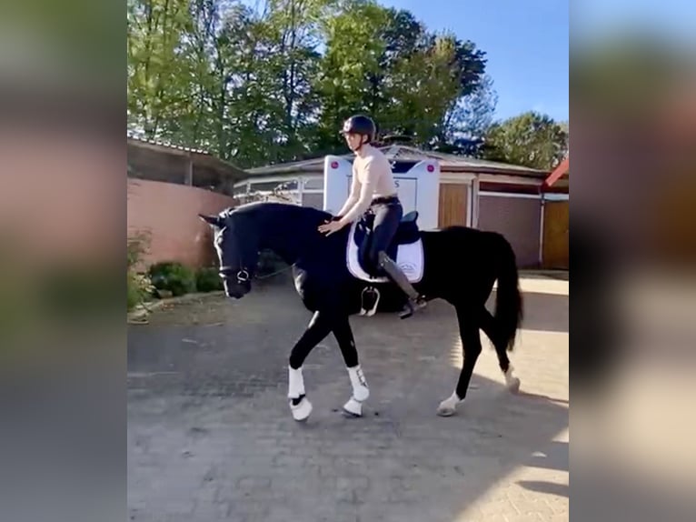 Hanoverian Gelding 4 years 16,1 hh Black in Greven