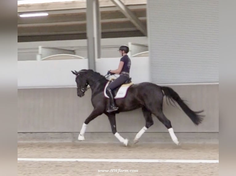 Hanoverian Gelding 4 years 16,1 hh Black in Greven