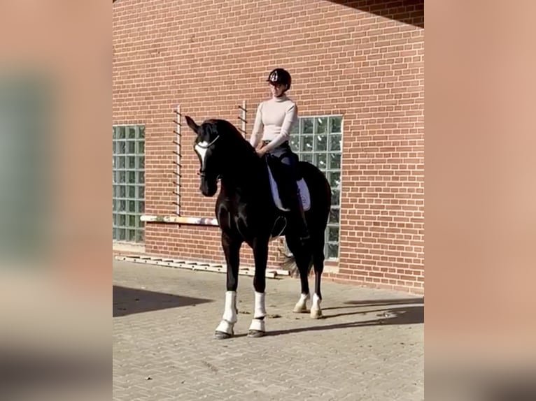 Hanoverian Gelding 4 years 16,1 hh Black in Greven