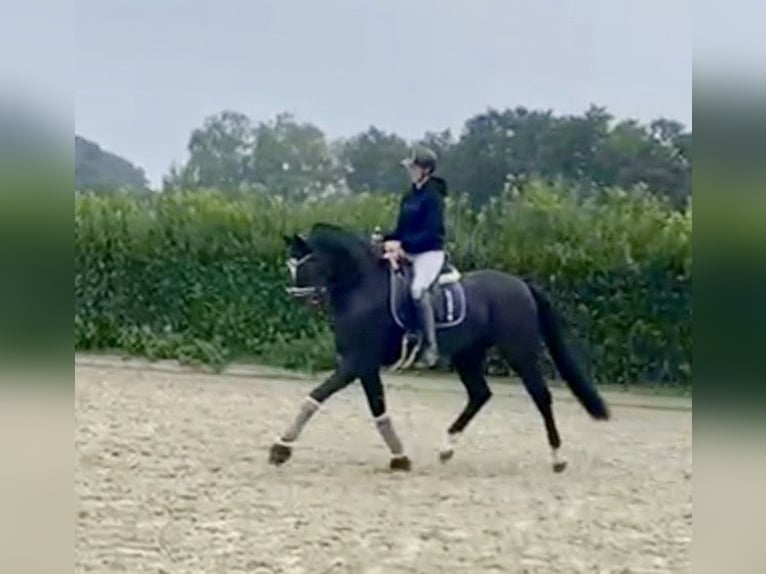 Hanoverian Gelding 4 years 16,1 hh Black in Greven