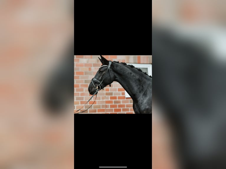 Hanoverian Gelding 4 years 16,1 hh Black in Hagen am Teutoburger Wald