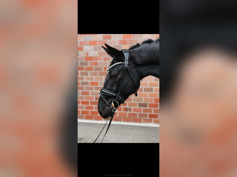 Hanoverian Gelding 4 years 16,1 hh Black in Hagen am Teutoburger Wald