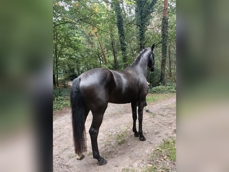 Hanoverian Gelding 4 years 16,1 hh Black in Barenburg