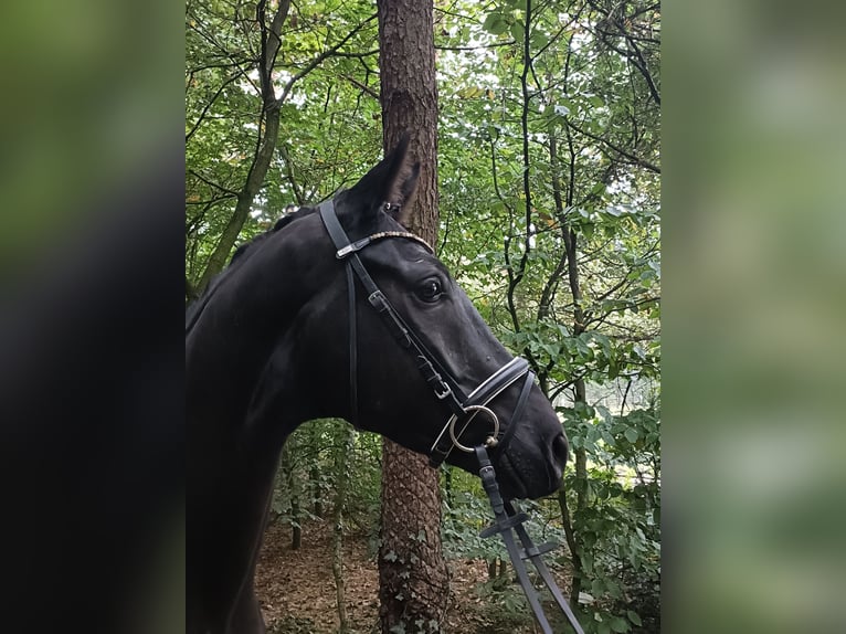 Hanoverian Gelding 4 years 16,1 hh Black in Barenburg