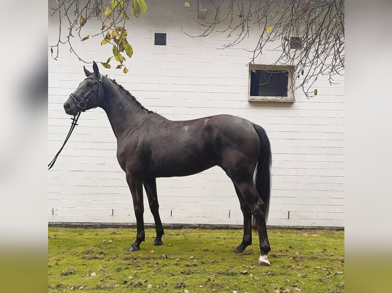 Hanoverian Gelding 4 years 16,1 hh Black in Barenburg