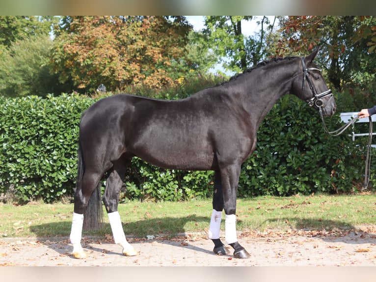 Hanoverian Gelding 4 years 16.1 hh Black in Selsingen