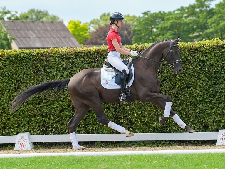 Hanoverian Gelding 4 years 16,1 hh Black in Münster