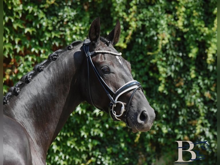 Hanoverian Gelding 4 years 16.1 hh Black in Osnabrück