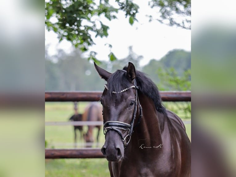 Hanoverian Gelding 4 years 16.1 hh Black in Rahden