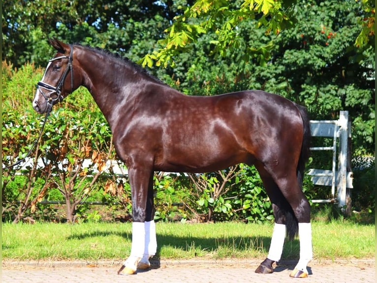 Hanoverian Gelding 4 years 16,1 hh Black in Selsingen