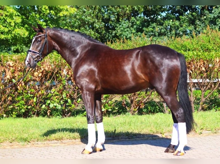 Hanoverian Gelding 4 years 16,1 hh Black in Selsingen