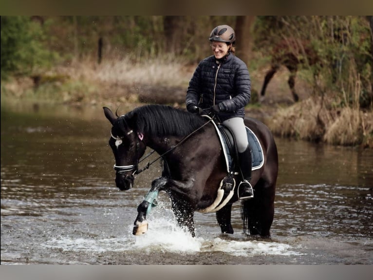 Hanoverian Gelding 4 years 16.1 hh Black in Schwarmstedt
