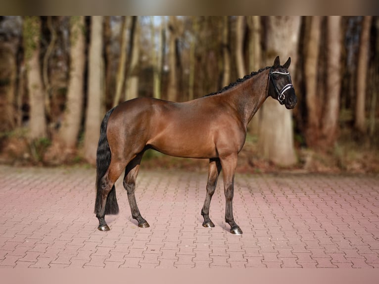 Hanoverian Gelding 4 years 16.1 hh Black in Wallenhorst