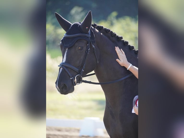 Hanoverian Gelding 4 years 16,1 hh Black in Wendorf