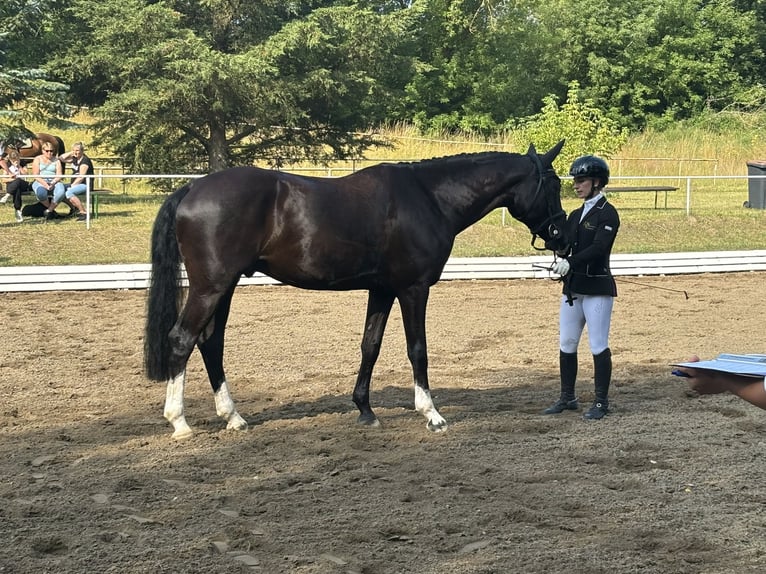 Hanoverian Gelding 4 years 16,1 hh Black in Wendorf