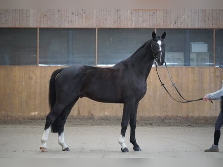 Hanoverian Gelding 4 years 16,1 hh Black in Wendorf