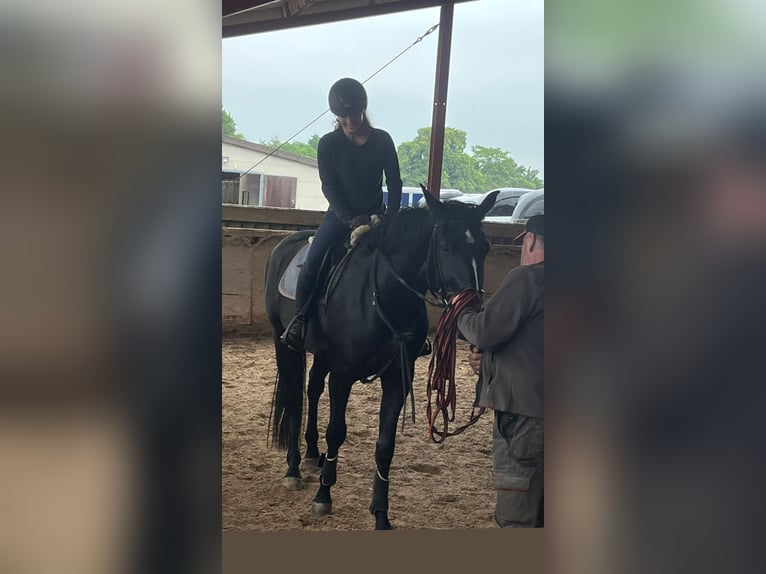 Hanoverian Gelding 4 years 16,1 hh Black in Edingen-Neckarhausen