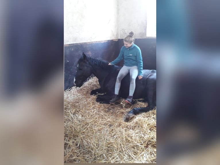 Hanoverian Gelding 4 years 16,1 hh Black in Edingen-Neckarhausen