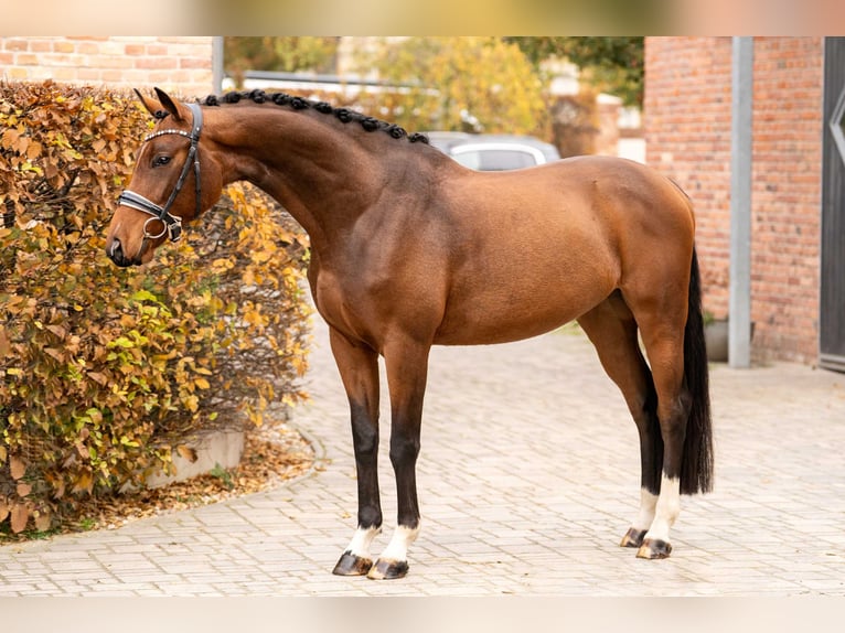 Hanoverian Gelding 4 years 16,1 hh Brown in Berlin