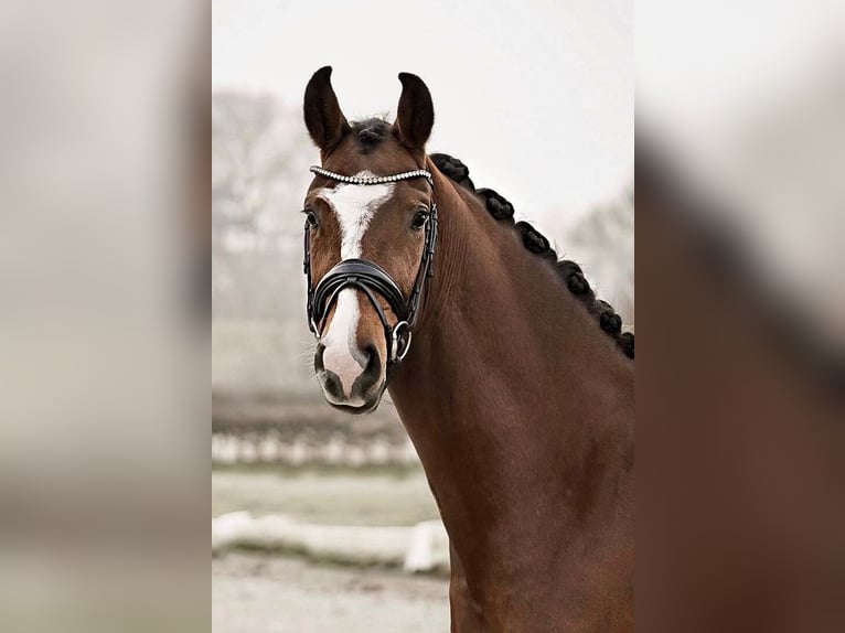 Hanoverian Gelding 4 years 16,1 hh Brown in Dorsten