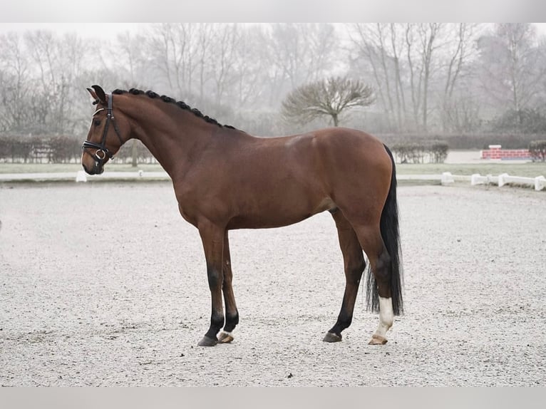 Hanoverian Gelding 4 years 16,1 hh Brown in Dorsten