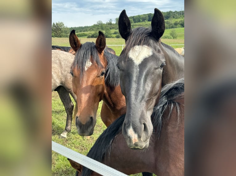 Hanoverian Gelding 4 years 16.1 hh Brown in Elsoff
