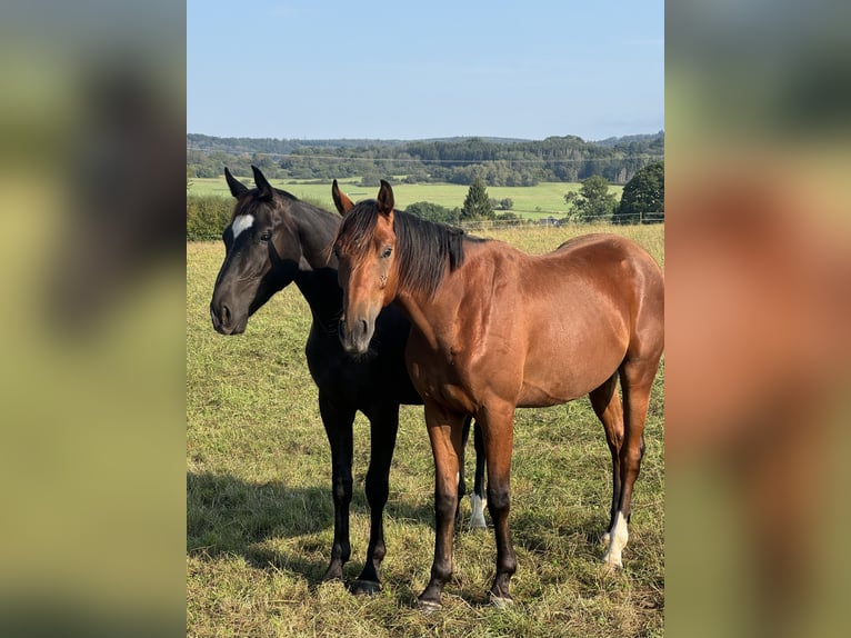 Hanoverian Gelding 4 years 16.1 hh Brown in Elsoff