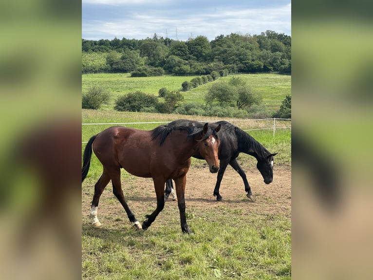 Hanoverian Gelding 4 years 16.1 hh Brown in Elsoff