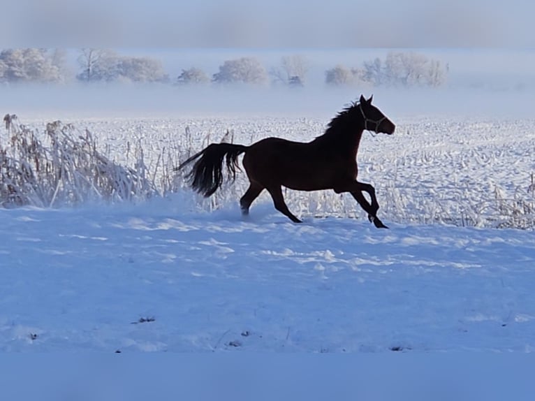 Hanoverian Gelding 4 years 16.1 hh Brown in Osterbruch