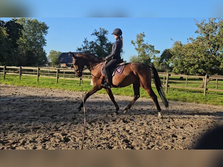 Hanoverian Gelding 4 years 16.1 hh Brown in Osterbruch