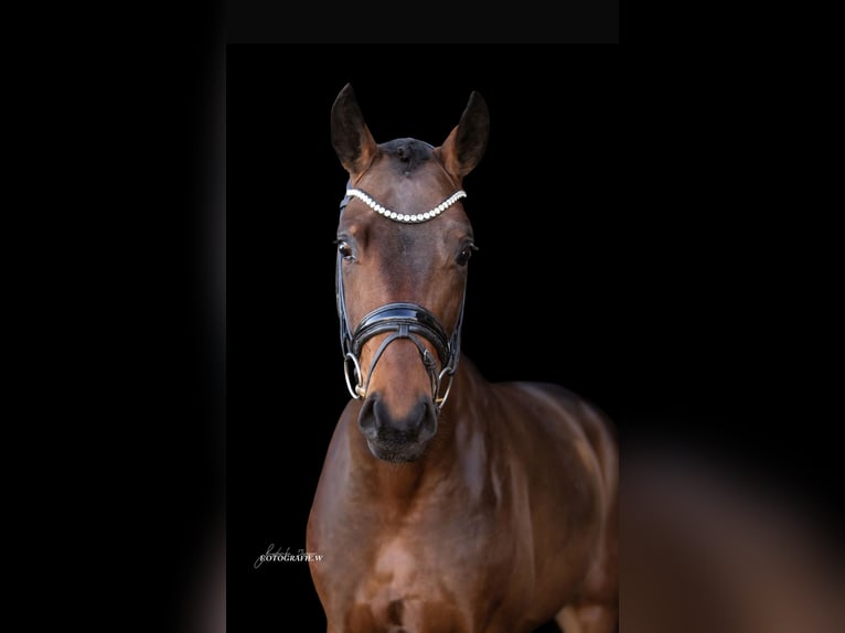 Hanoverian Gelding 4 years 16,1 hh Brown in Lehrberg