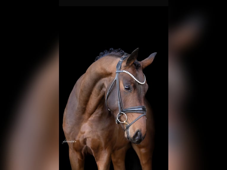 Hanoverian Gelding 4 years 16,1 hh Brown in Lehrberg