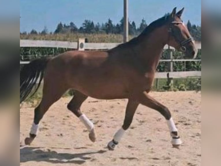 Hanoverian Gelding 4 years 16.1 hh Brown in Dießen am Ammersee