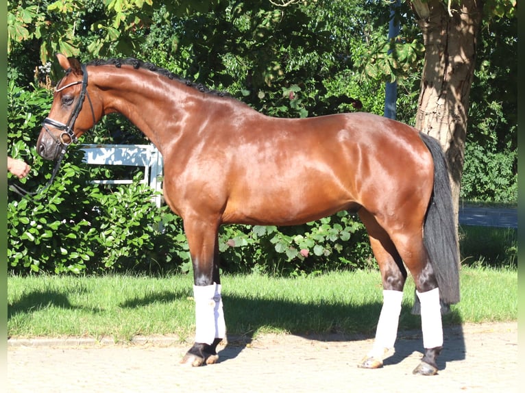 Hanoverian Gelding 4 years 16.1 hh Brown in Selsingen