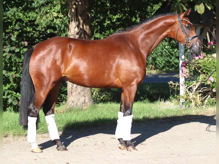 Hanoverian Gelding 4 years 16.1 hh Brown in Selsingen