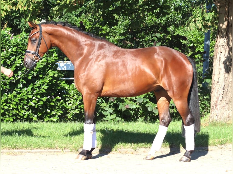 Hanoverian Gelding 4 years 16.1 hh Brown in Selsingen