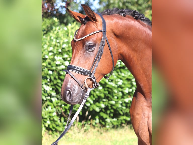 Hanoverian Gelding 4 years 16.1 hh Brown in Selsingen