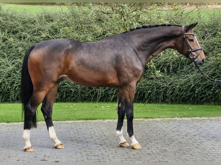 Hanoverian Gelding 4 years 16,1 hh Brown in Ostercappeln