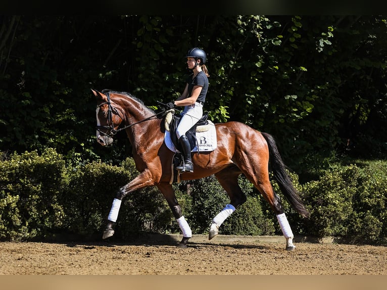 Hanoverian Gelding 4 years 16,1 hh Brown in Riedstadt